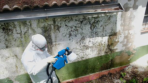 Mold Removal service in Mechanicsville